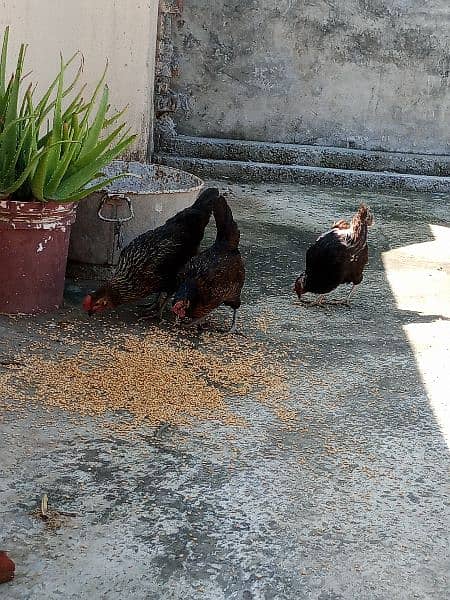 3 hens for sale 1