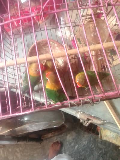For sale urgent