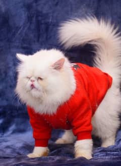 Pure Persian Peke/Peki/Piki Stud male available