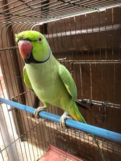 green talking parrots for sell