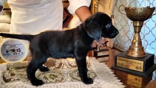 Labrador