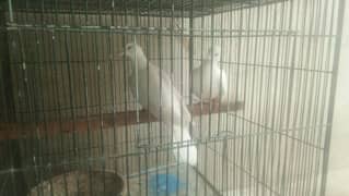 white dove two breeder pair 03332779975
