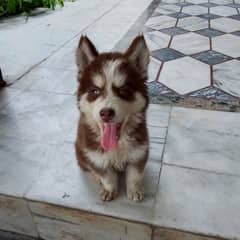 Siberian