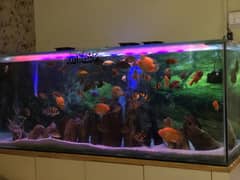 6 fit aquarium for sell without fishes