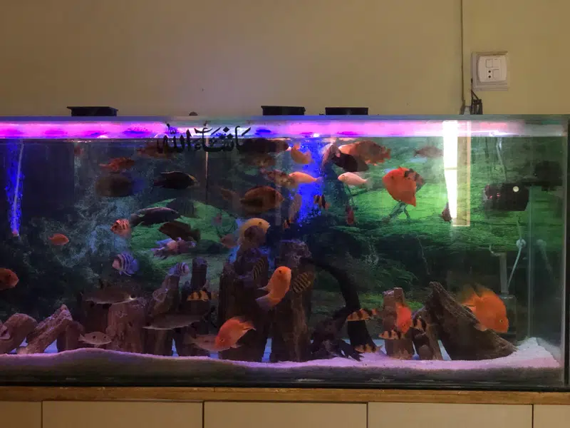 6 fit aquarium for sell without fishes — photo 2