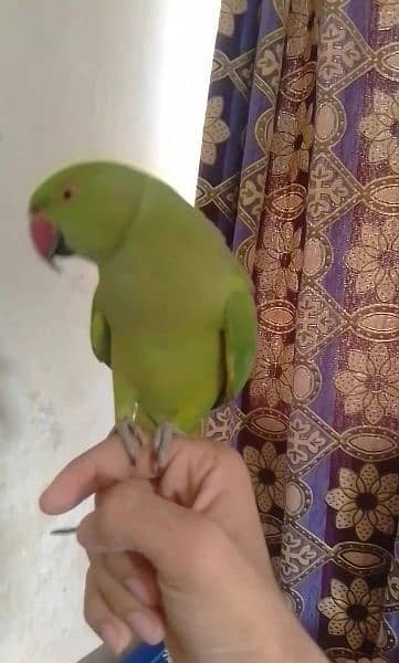 5000 fix green parrot hand tamed male /female avillibal 1
