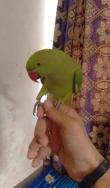 5000 fix green parrot hand tamed male /female avillibal 2