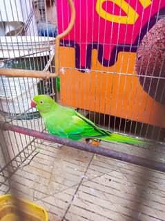 Female Green parrot for sale age 2.5 year healthy