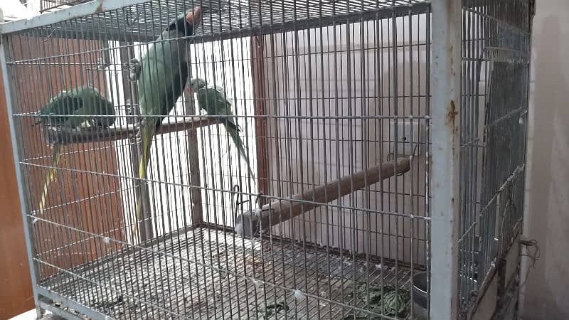 jumbo size raw, pahari pair with one chick and cage 1