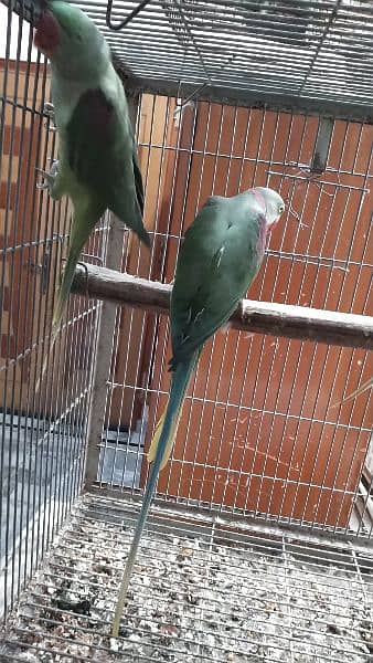 jumbo size raw, pahari pair with one chick and cage 2