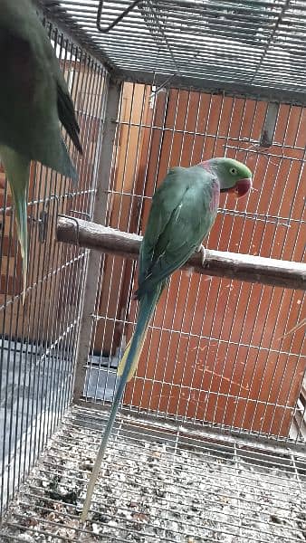 jumbo size raw, pahari pair with one chick and cage 3