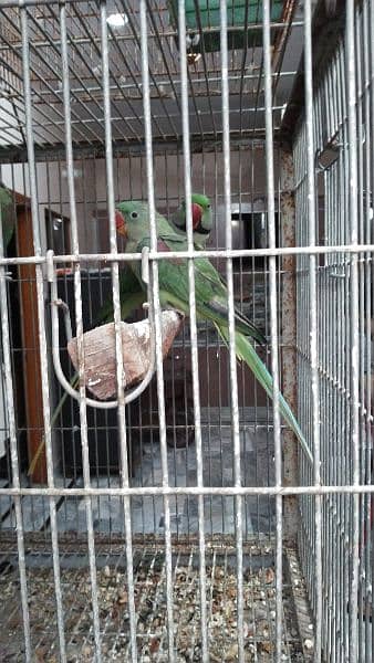 jumbo size raw, pahari pair with one chick and cage 4