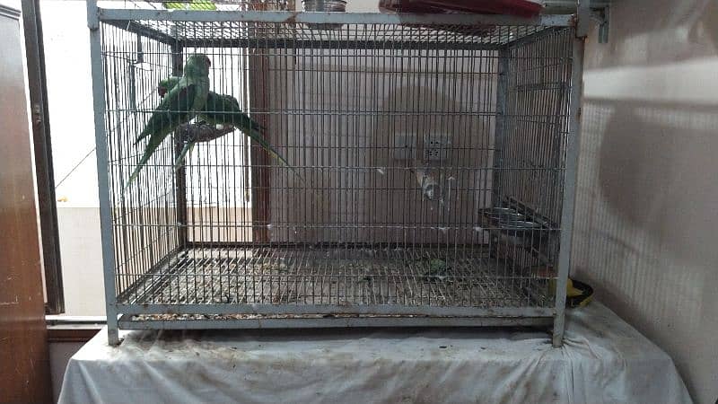 jumbo size raw, pahari pair with one chick and cage 6