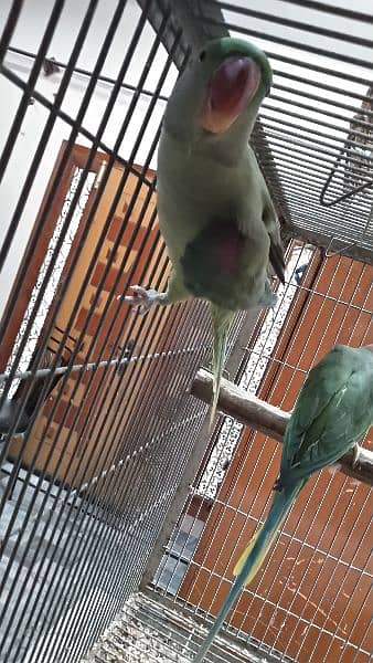 jumbo size raw, pahari pair with one chick and cage 7