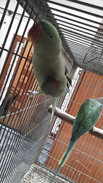 jumbo size raw, pahari pair with one chick and cage 8