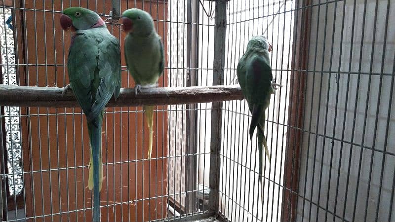 jumbo size raw, pahari pair with one chick and cage 9