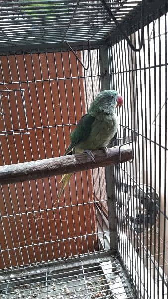jumbo size raw, pahari pair with one chick and cage 10
