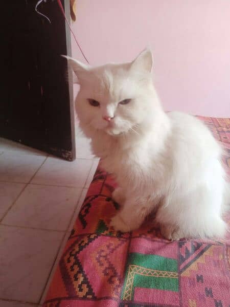 Classic persian punch face , potty train cat , triple coat persian cat 10