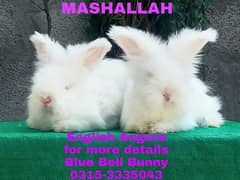 CASH on DELIVERY English Angora Rabbits