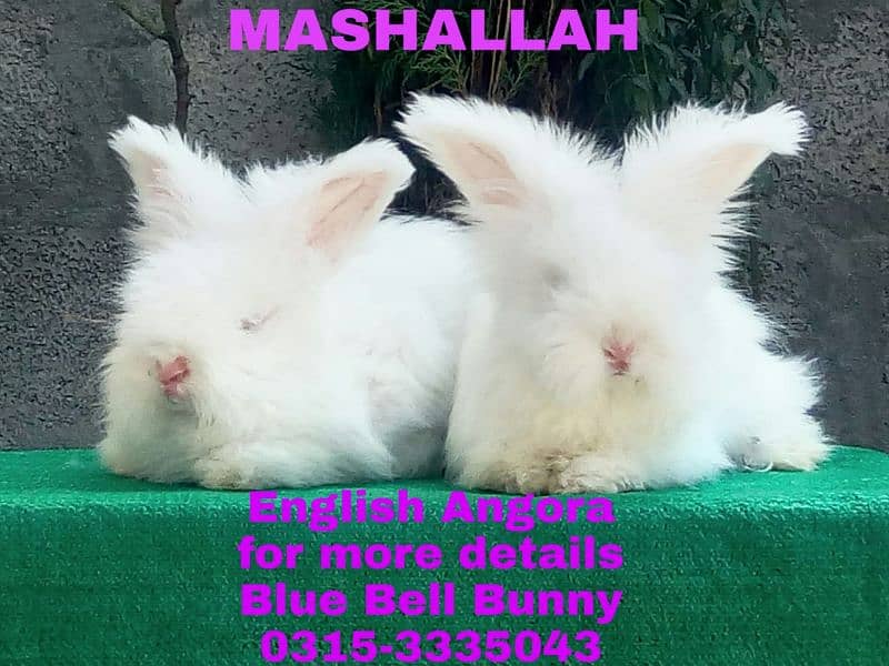 CASH on DELIVERY English Angora Rabbits 0