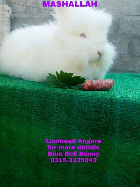 CASH on DELIVERY English Angora Rabbits 2