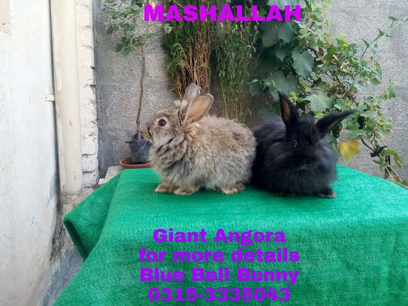 CASH on DELIVERY English Angora Rabbits 3