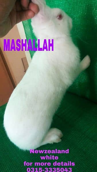 CASH on DELIVERY English Angora Rabbits 5