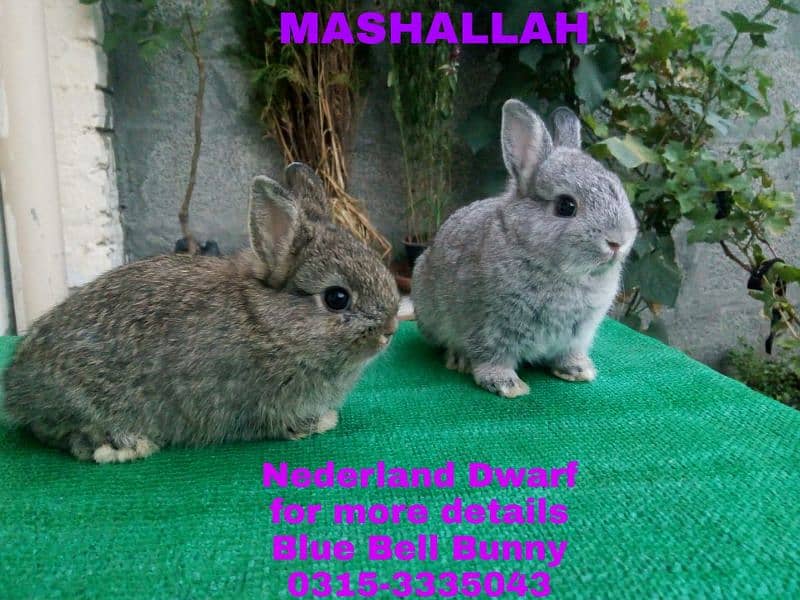 CASH on DELIVERY English Angora Rabbits 7
