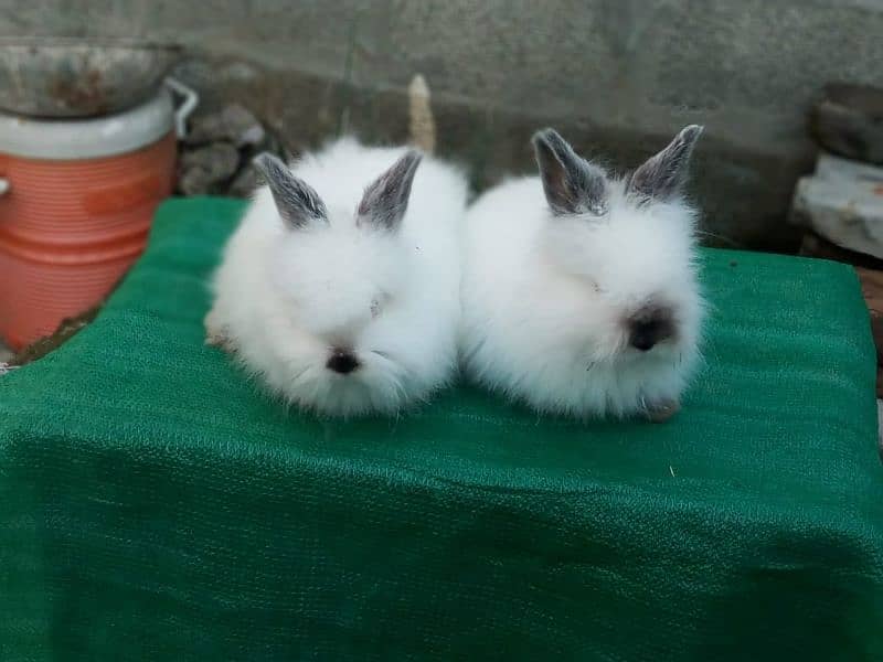 CASH on DELIVERY English Angora Rabbits 8