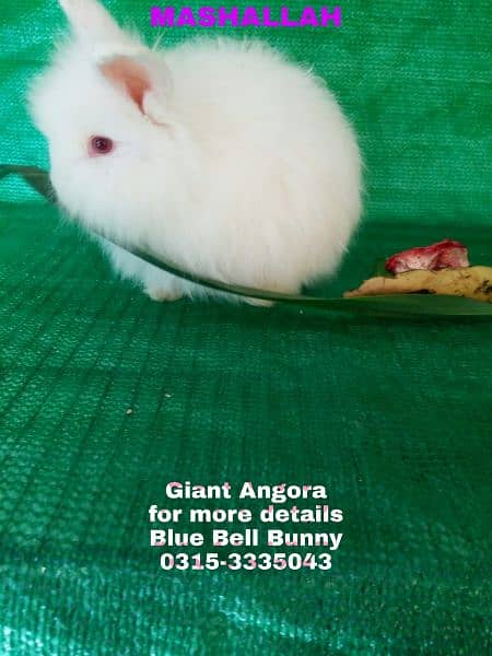 CASH on DELIVERY English Angora Rabbits 9