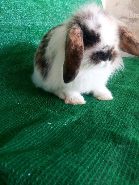 CASH on DELIVERY English Angora Rabbits 10