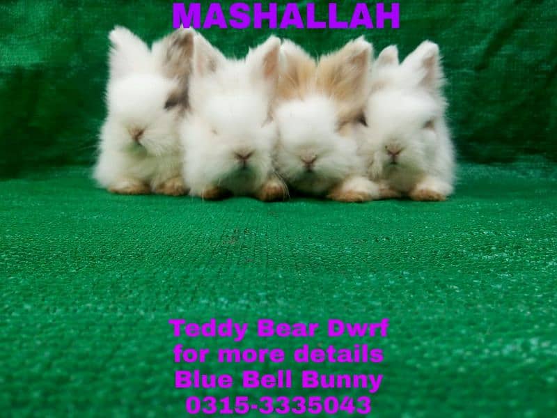 CASH on DELIVERY English Angora Rabbits 11