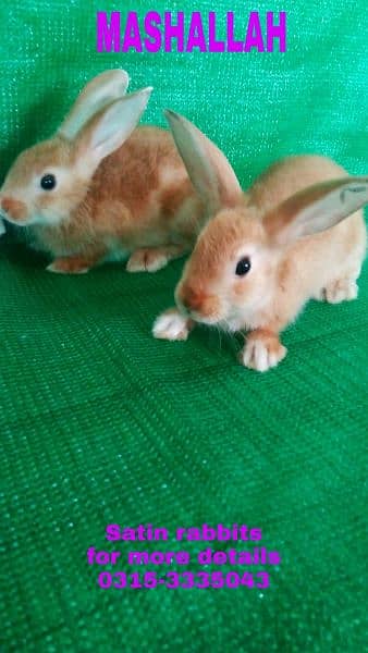 CASH on DELIVERY English Angora Rabbits 13
