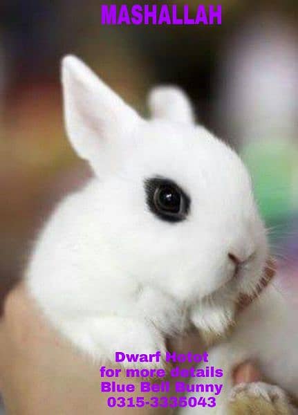 CASH on DELIVERY English Angora Rabbits 16