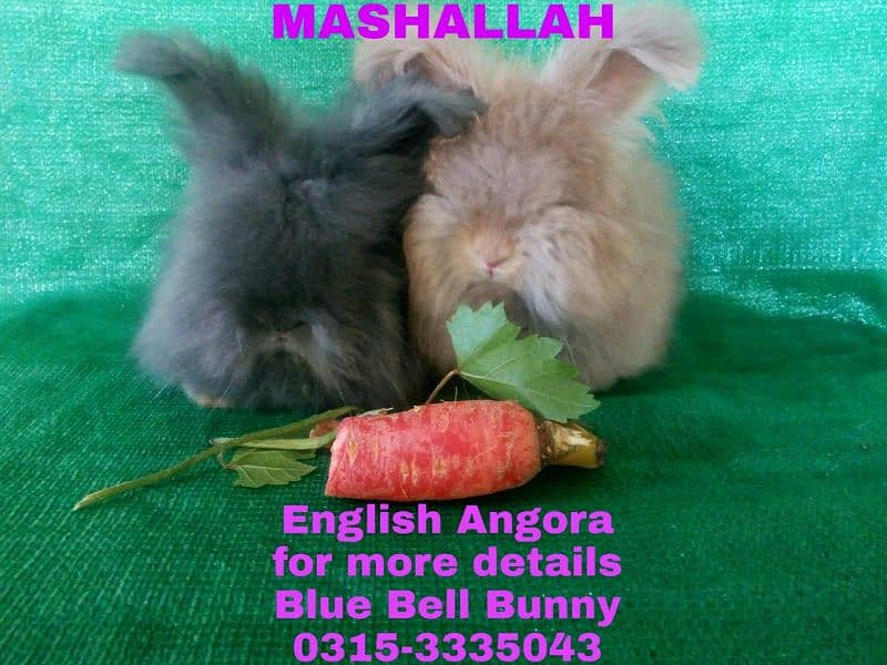 CASH on DELIVERY English Angora Rabbits 18