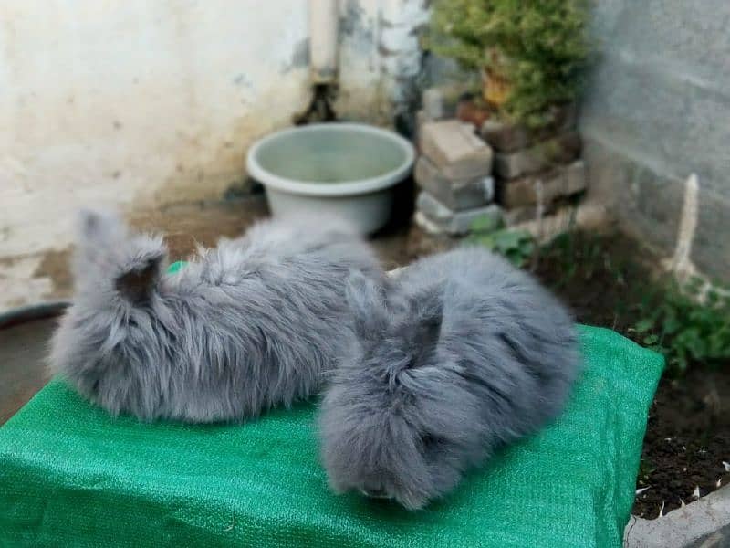 CASH on DELIVERY English Angora Rabbits 19