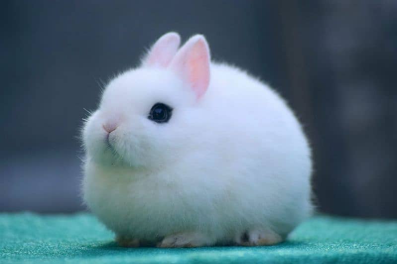 CASH ON DELIVERY Dwarf Hotot Rabbits 0