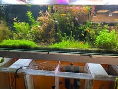 Live Aquarium Plants