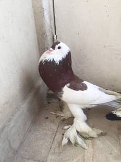 Male pigeon 0