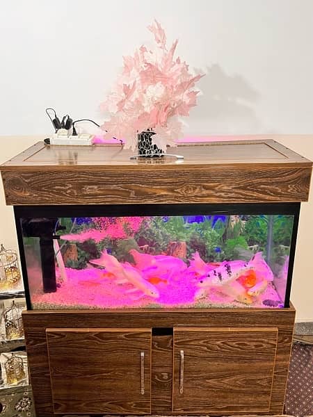 Aquariam / Fish aquariam for sale / Fish setup for sale 1