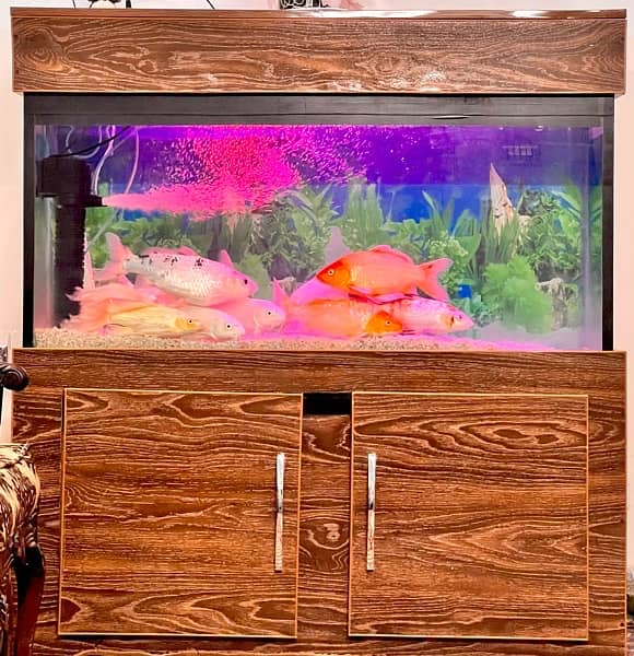 Aquariam / Fish aquariam for sale / Fish setup for sale 4