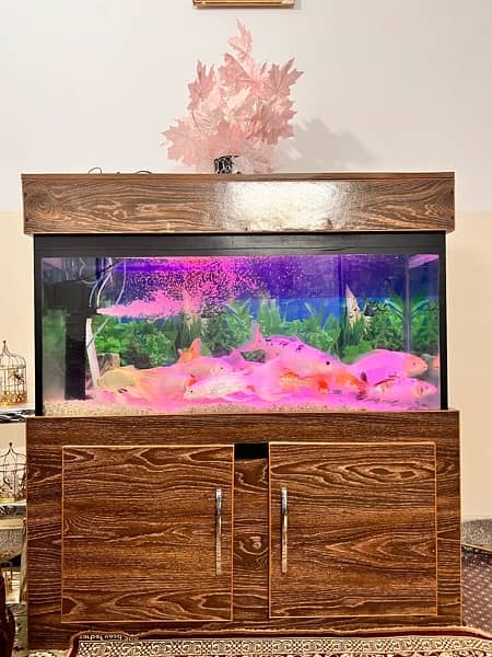Aquariam / Fish aquariam for sale / Fish setup for sale 5