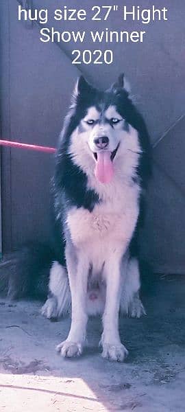 Husky stud Alaskan malamute Stud cross only 4