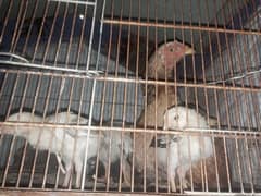 4 chick and mother