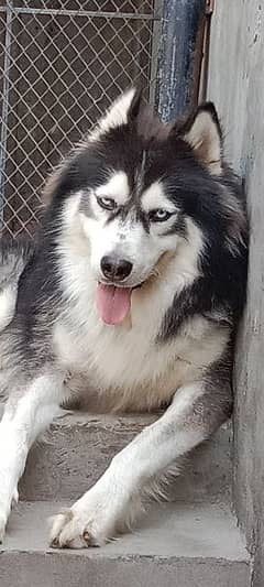 Husky Stud cross