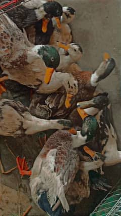 ducks for sale healthy and active hai  ph03334452538