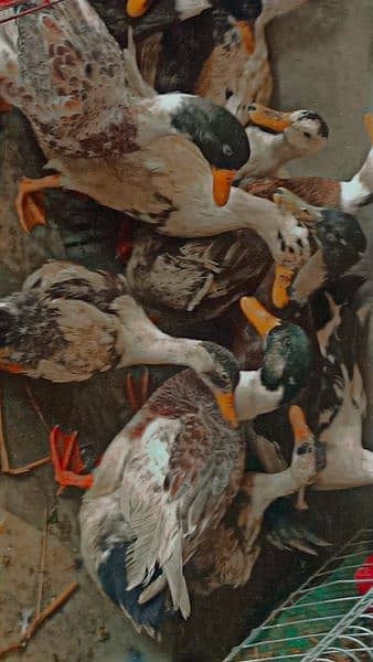 ducks for sale healthy and active hai  ph03334452538 1