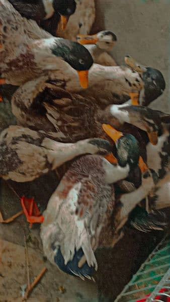 ducks for sale healthy and active hai  ph03334452538 2