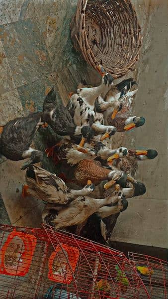 ducks for sale healthy and active hai  ph03334452538 4