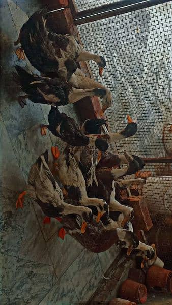 ducks for sale healthy and active hai  ph03334452538 6